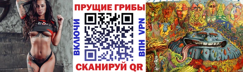 Галлюциногенные грибы Psilocybe Макарьев